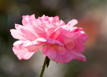 Light red rose with buds on a background of a green bush