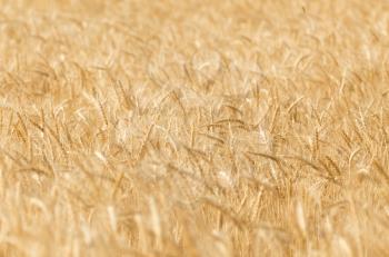 ears of wheat on the nature