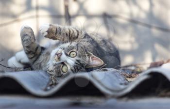 cat on the roof of a house on nature