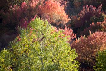 colorful leaves on a tree in autumn