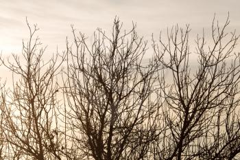 bare branches of a tree at sunrise sun