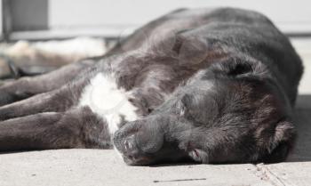 Portrait of a black dog on the nature