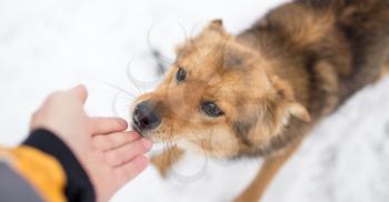 dog weasel hand winter outdoors