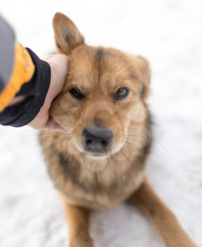 dog weasel hand winter outdoors