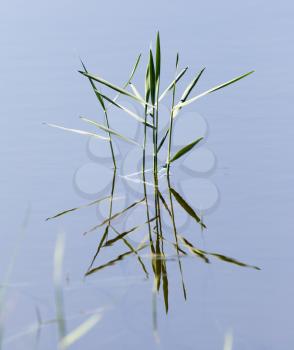 reeds on the water in the lake in nature
