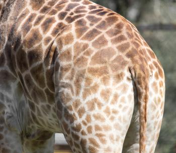 giraffe tail