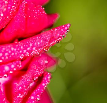 water drops on a red rose in nature