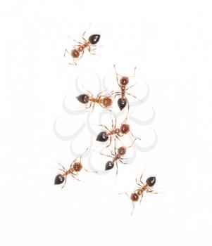 ants on a white wall. macro