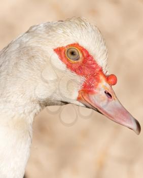 Portrait of a white goose on a farm