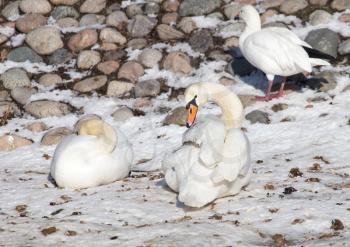 duck on snow in winter