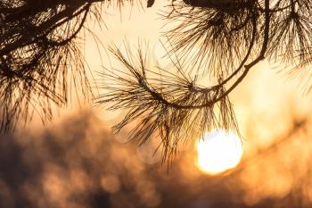 conifer tree at sunset in nature