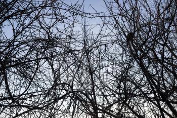 bare branches of a tree at sunrise