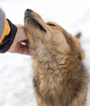 dog weasel hand winter outdoors