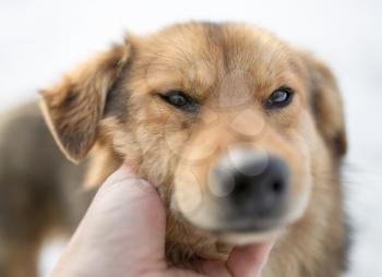 dog weasel hand winter outdoors