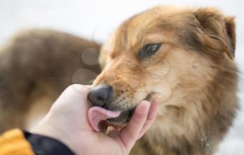 dog weasel hand winter outdoors