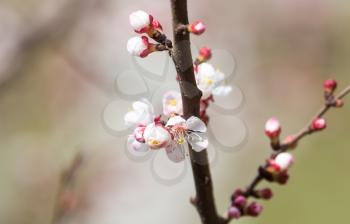 apricot flowers on a tree in nature