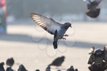 dove in flight in city