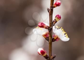 apricot flowers on a tree in nature