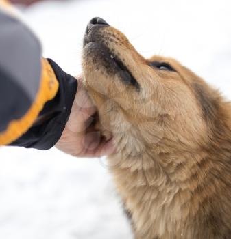 dog weasel hand winter outdoors