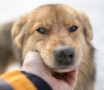 dog weasel hand winter outdoors