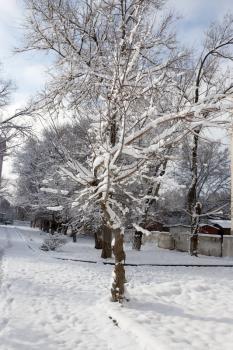 Snow on the tree against the blue sky