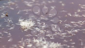 fluff from a dandelion on the surface of the water in nature