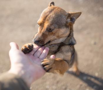 dog weasel hand on nature