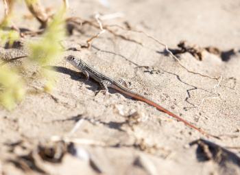 lizard in the nature