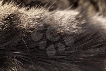 cat fur as background. texture