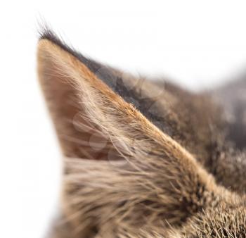 ear cat as the backdrop. macro
