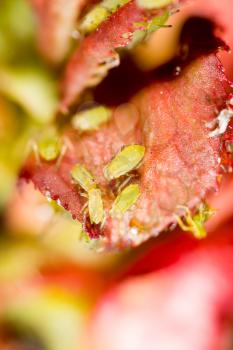 Extreme magnification - Green aphids on a plant