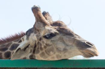 Portrait of a giraffe against the blue sky