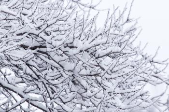 Snow on the tree in nature