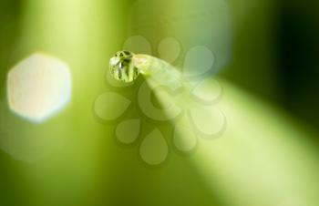 drops of dew on the grass. macro