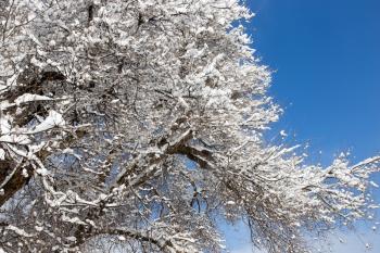 Snow on the tree against the blue sky