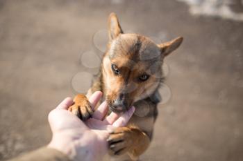 dog weasel hand on nature