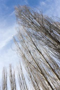bare branches of a poplar against the blue sky