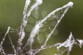 web on the bare branches