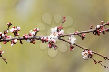 apricot flowers on a tree in nature