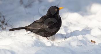 Starling on snow in winter