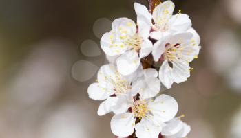 apricot flowers on a tree in nature