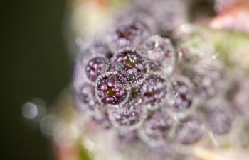 lilac flower bud in nature, close-up