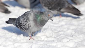 flock of pigeons on snow outdoors