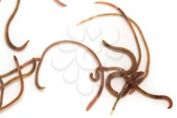 earthworms on a white background. Macro