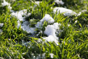 snow on the green grass in nature