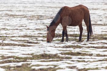 a horse in a pasture in winter