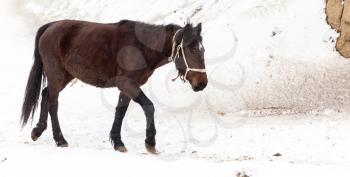 horse on nature in winter