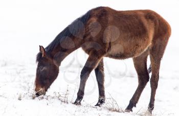 a horse in a pasture in winter