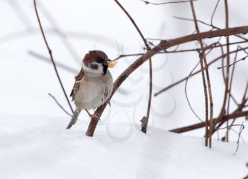 sparrow on snow in the winter