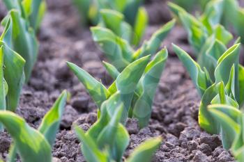 green leaves of a tulip in nature